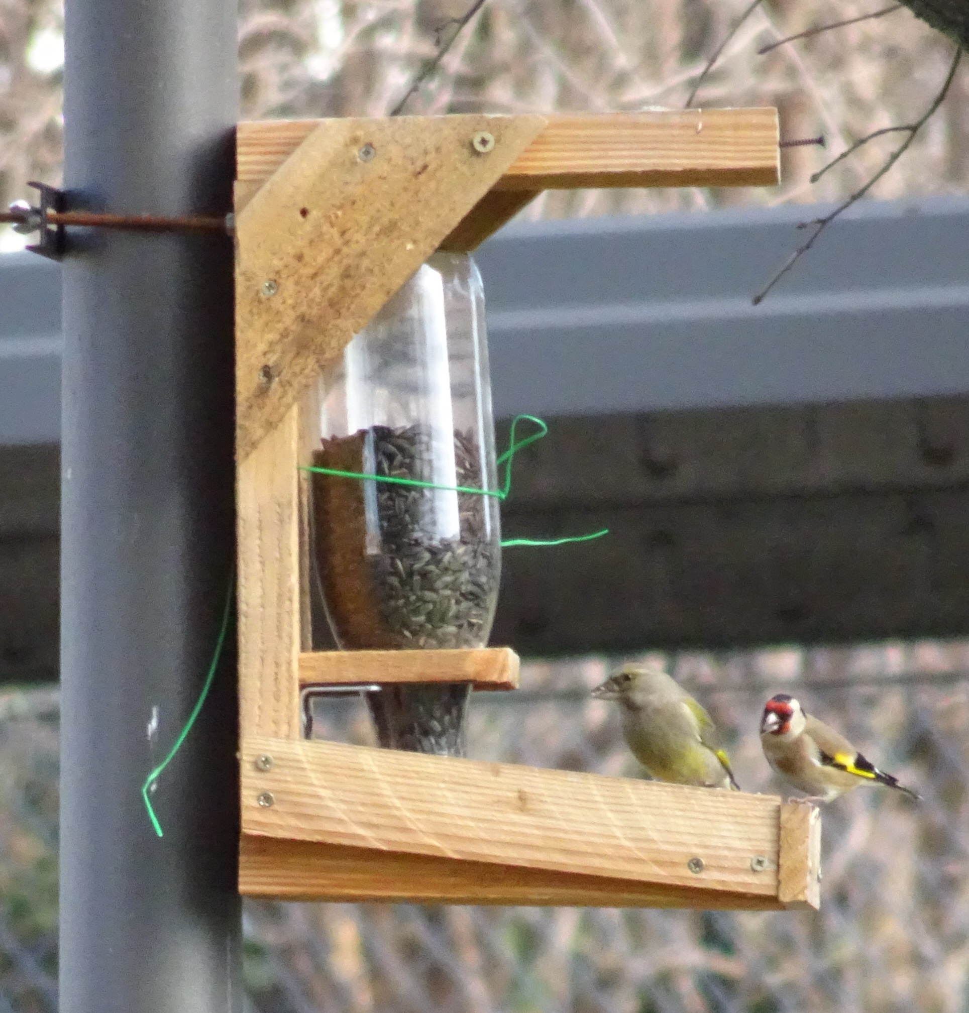 Verdier (à gauche) et chardonneret élégant observés sur la mangeoire du collège par Mme MUTI, hiver 2024
